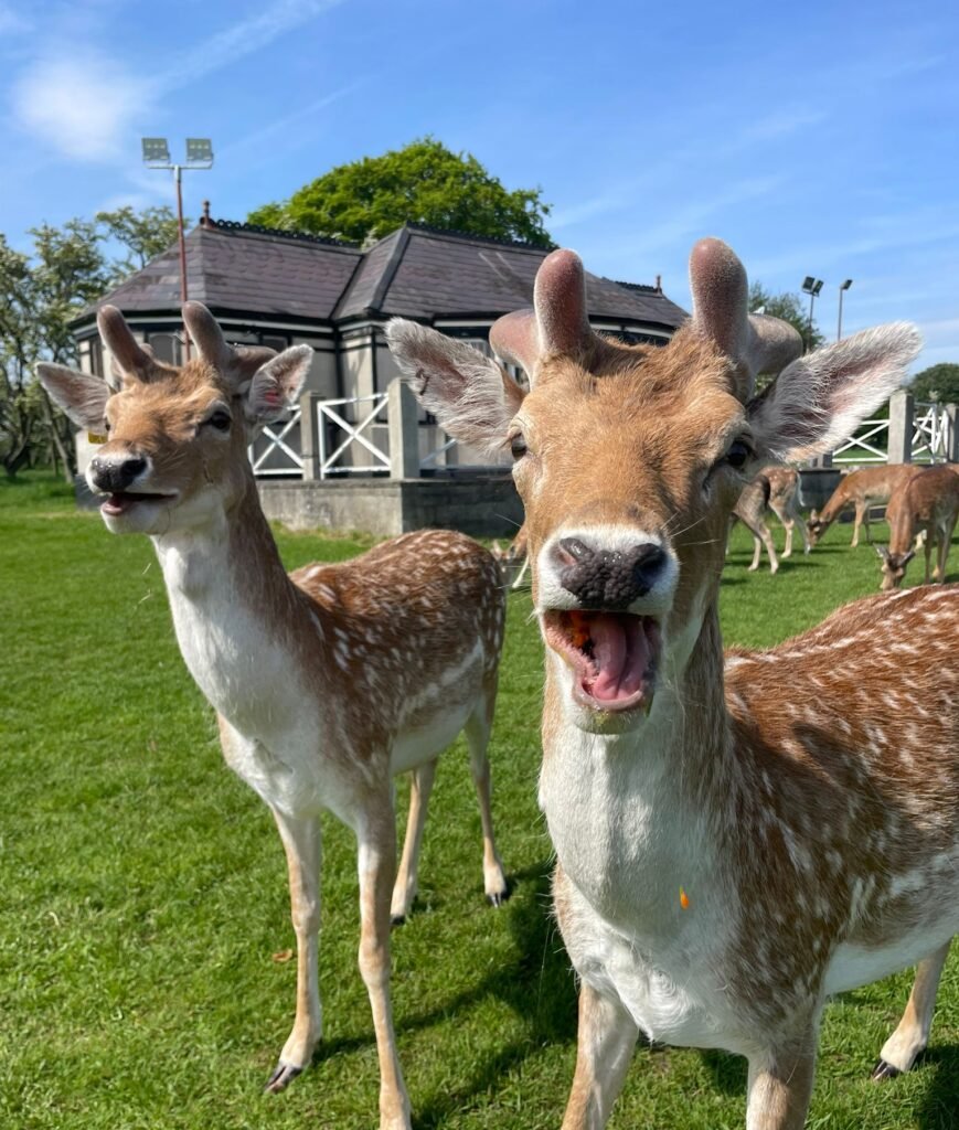 phoenix park 5-Day Ireland Itinerary